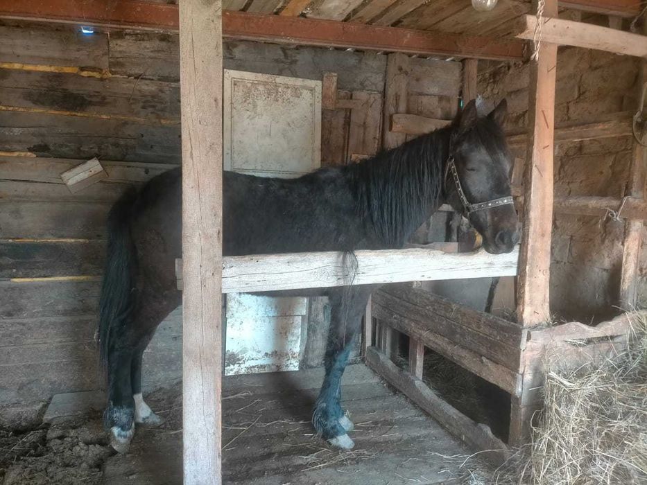 Продам жеребчика, 2 года.