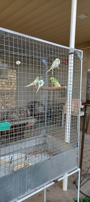 Volnistiy popugay sotiladi