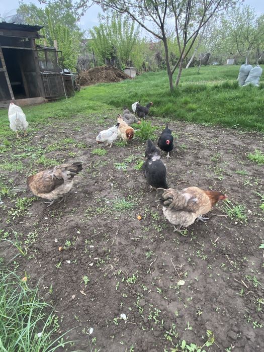 Продам куры хорошие