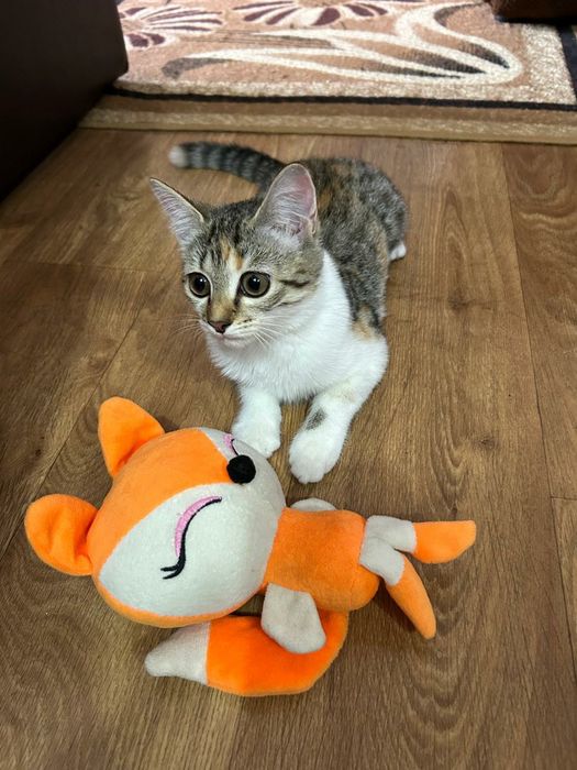 Потерялась кошечка!!!