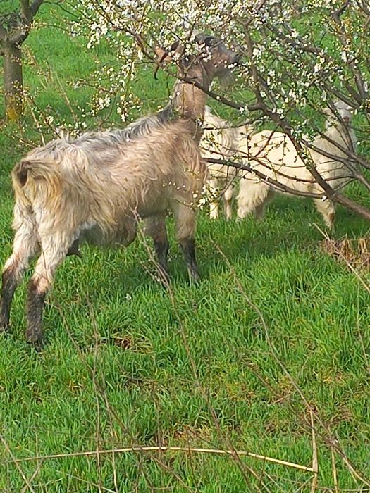 Vand capra tanara metis anglonubian