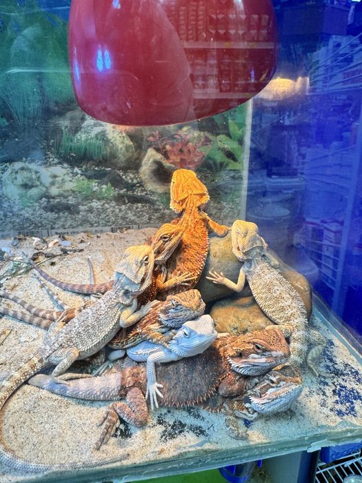 Бородатая агама в продаже