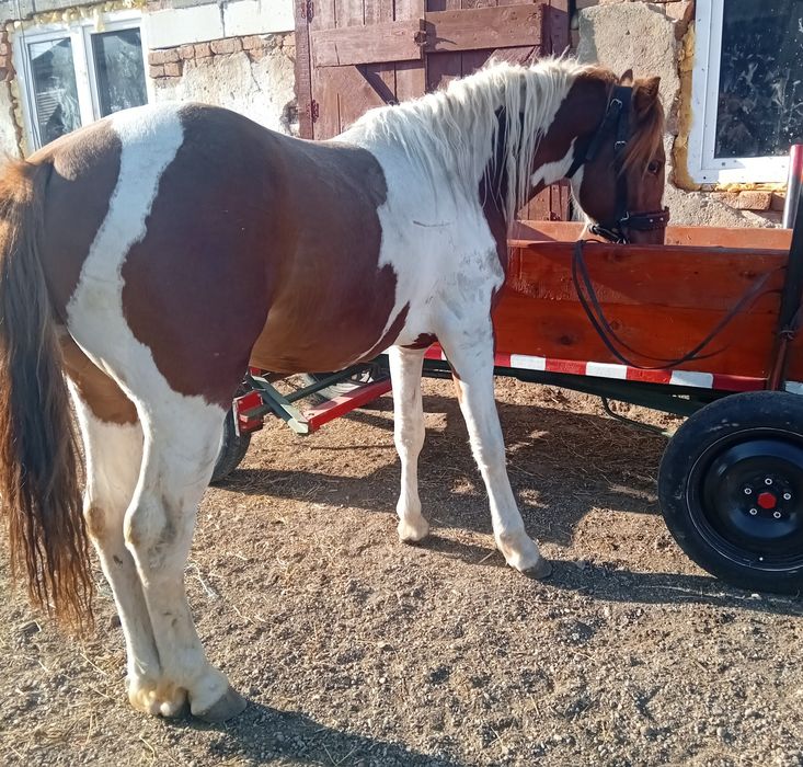 Harmasar pinto pentru monta