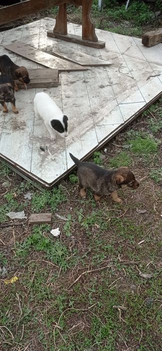 Отдам бесплатно щенков