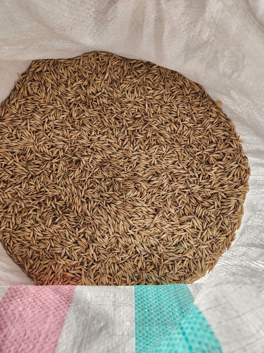Vând grâu porumb triticale orz ovaz