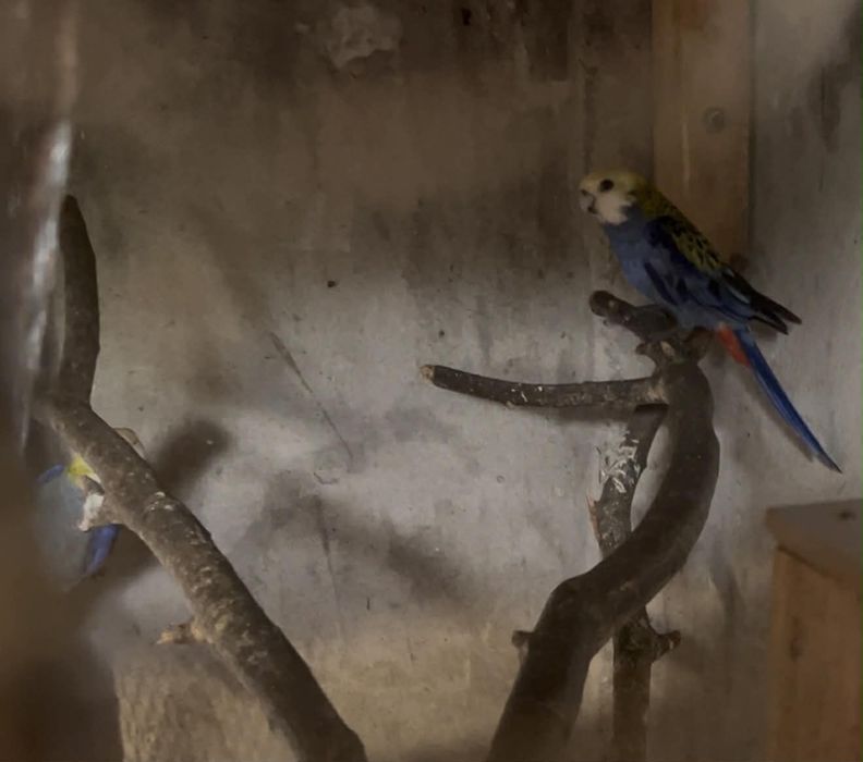 Пенантови розели