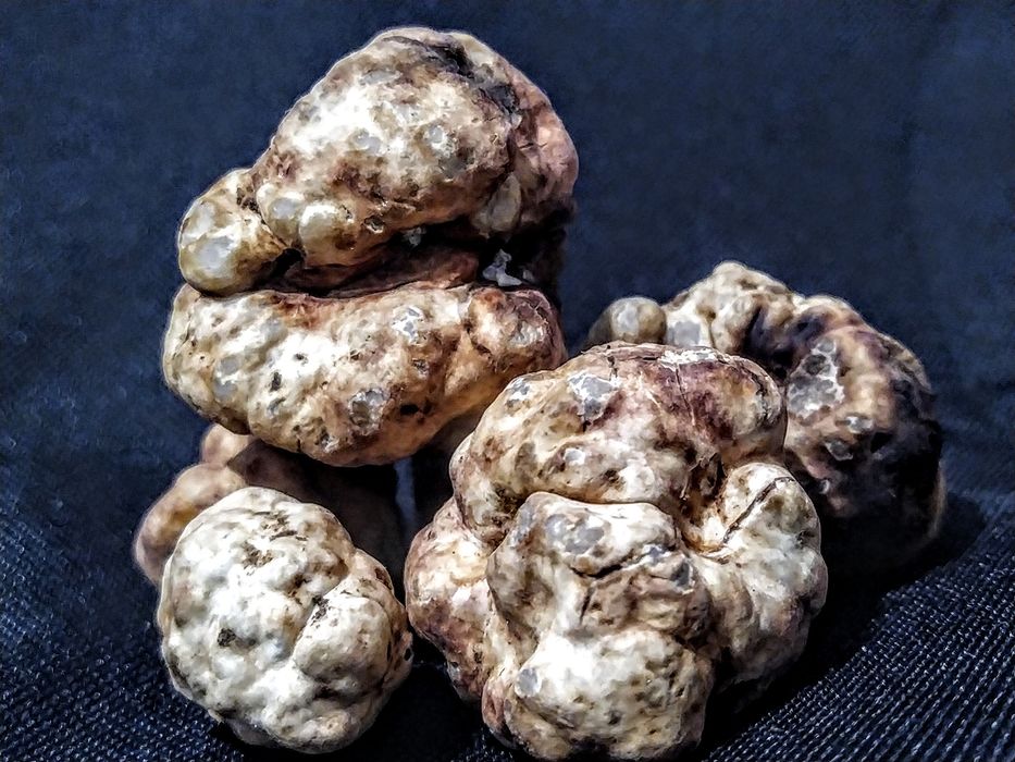 Трюфели(Tuber aestivum)