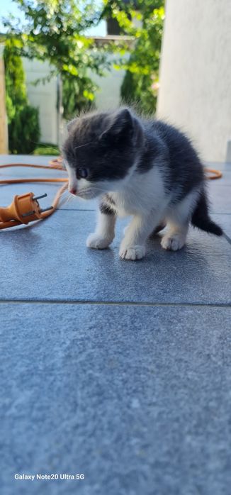 Pisicute de adoptat