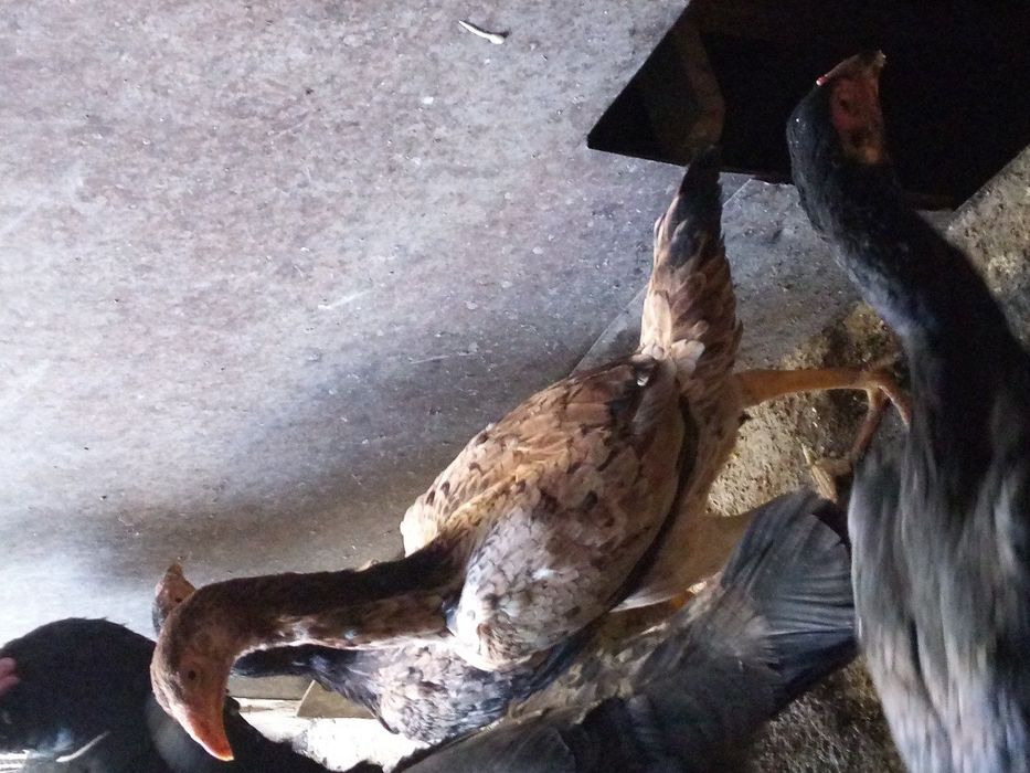 Продам молодых курей породы корейская бойцовые дакан