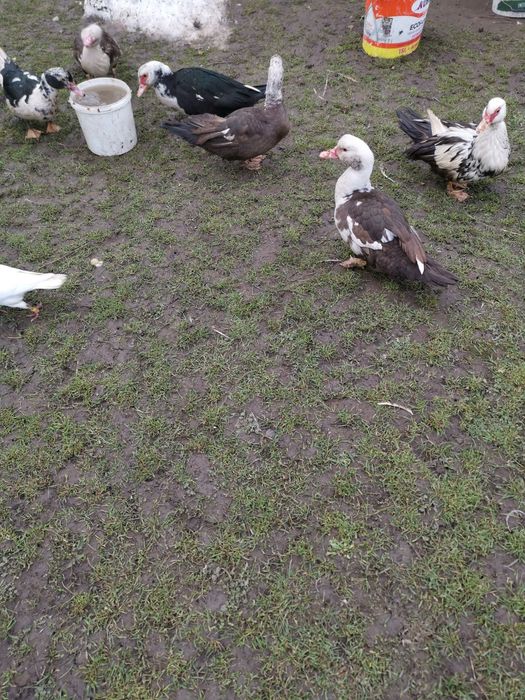 Vând rațe.       .