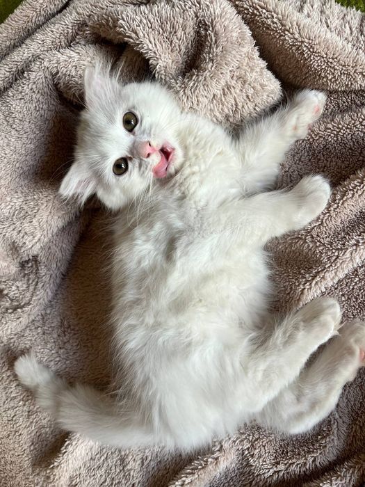 Породистые котята