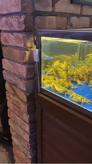 Чистка аквариумов