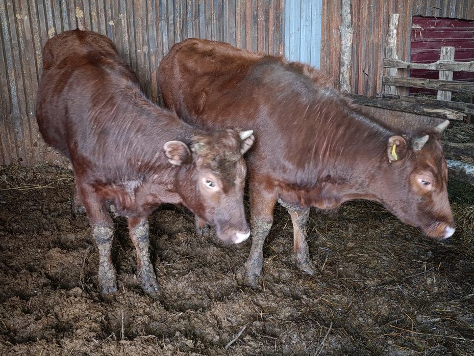 Продам телочек годовалых