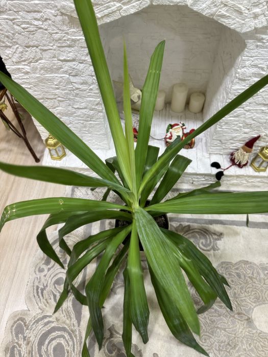 Юкка комнатная