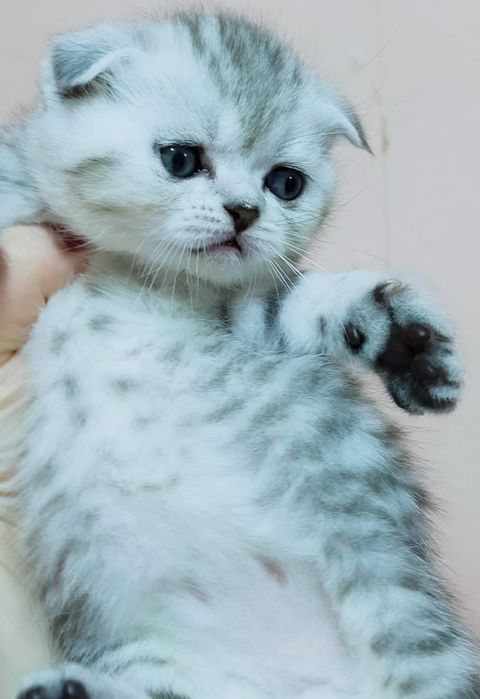 ШоТлаНдСкиЕ висЛоуХие