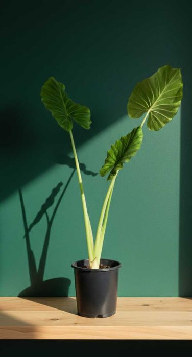 Алоказия Арма Alokaziya Arma