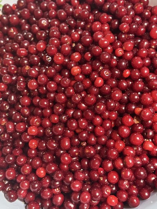 Вишня замороженная свежая