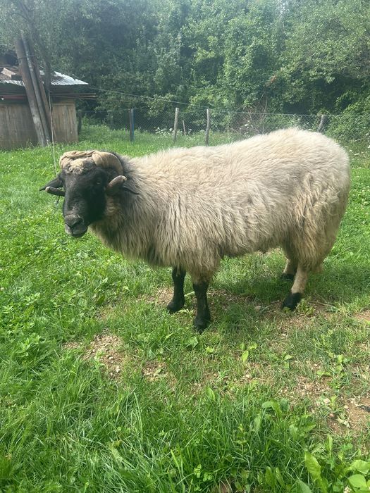 Vand berbec mare in varsta de 2 ani