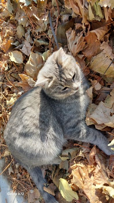 Отдам кошек стерилизованных
