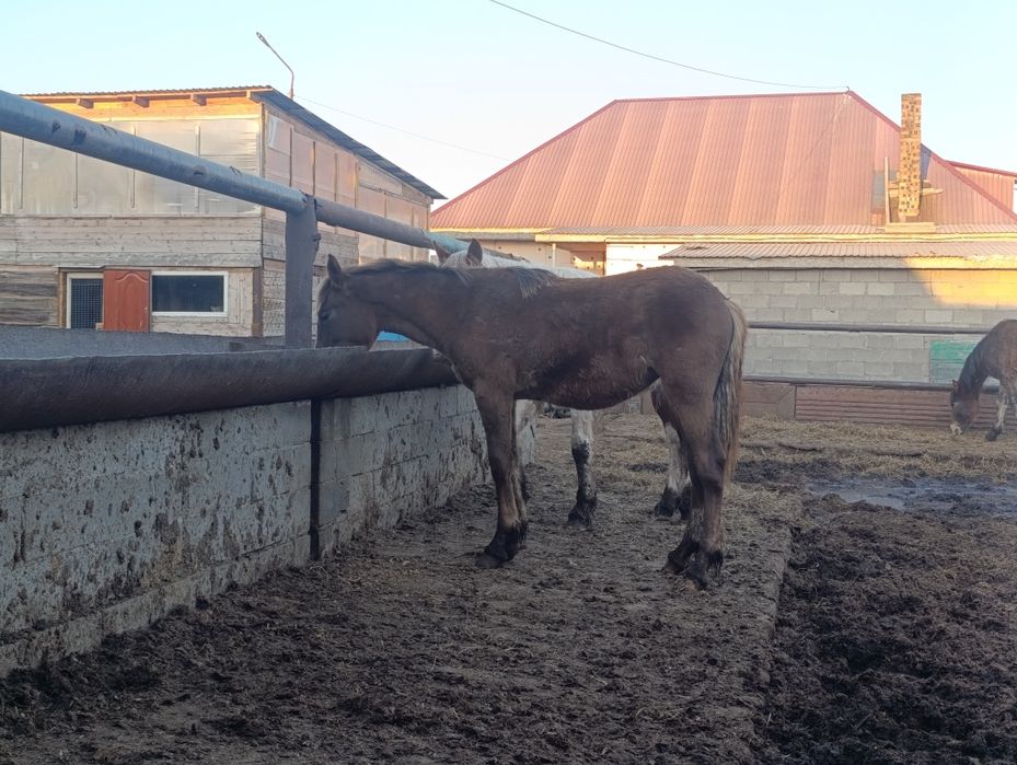 Продам жеребчика полторашку и кобылку