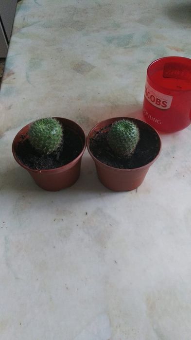 Продам алоэ, денежное дерево