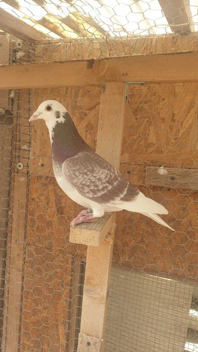 Ocazie! Vand mascul voiajor rosu baltat sport, 2025, mama clasata!