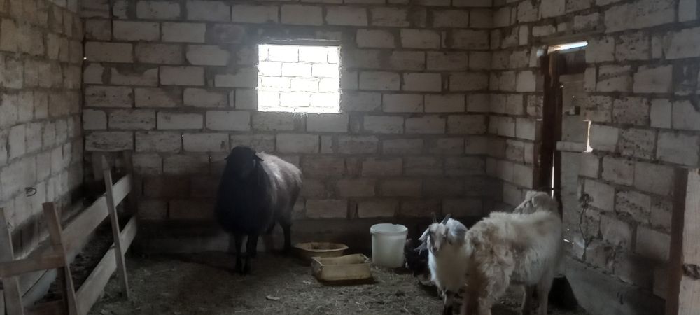 Қошқар ; 200 000тг