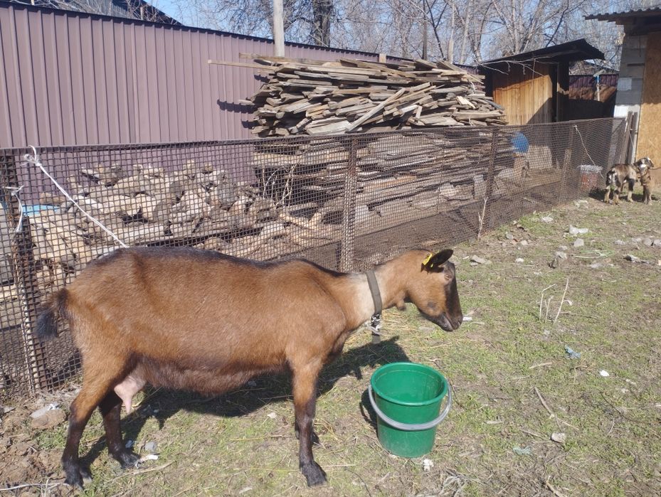 Продам козу англо нубика