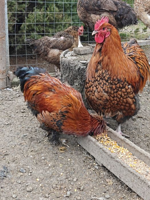 Петел порода Павловски - на 10 месеца