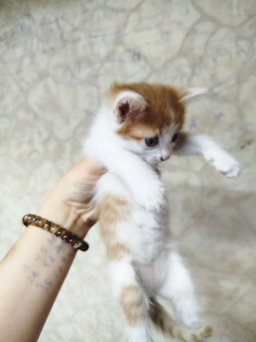 В добрые руки котенок мальчик