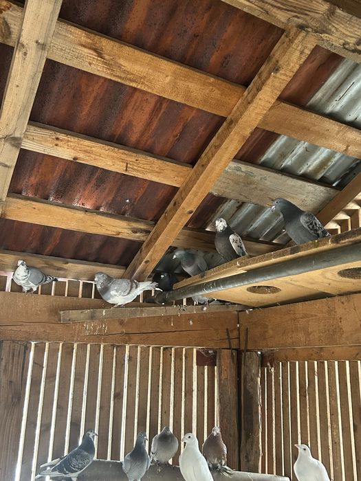 Vand porumbei voiajori