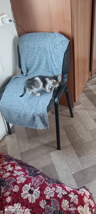 Отдам бесплатно котёнка