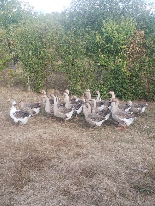 Vând gâște de anul asta.