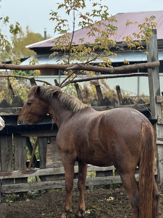 Продам айгыр жеребец  2.7 лет