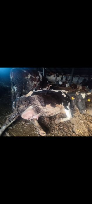 Vaci și junci de vânzare