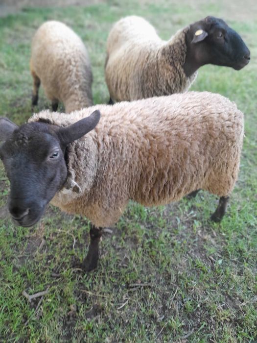 Mieluta suffolk
