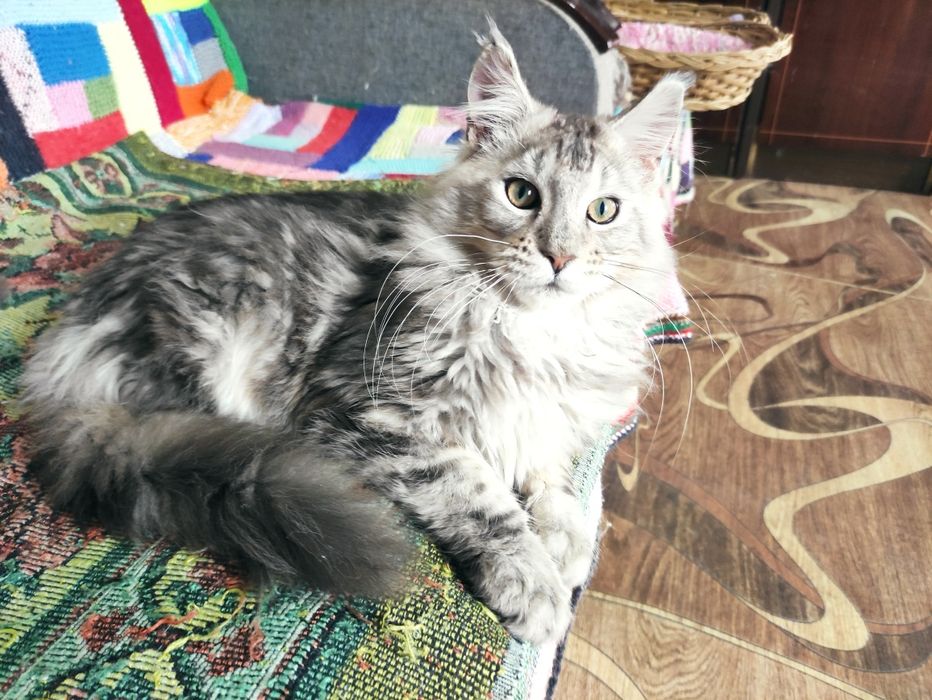 Подрощенный мальчик мейн-кун