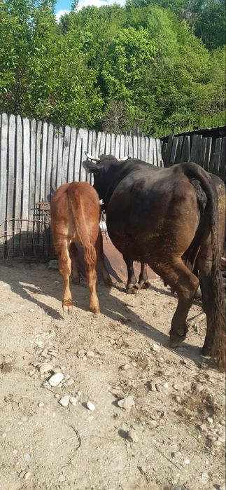 Vaca cu vițel de vânzare