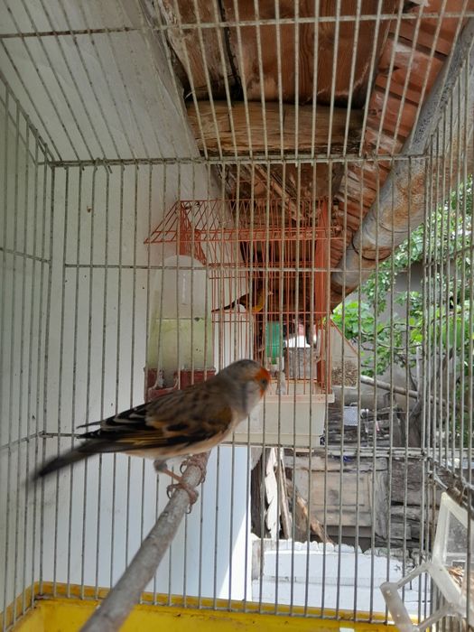 Hibrizi de canari
