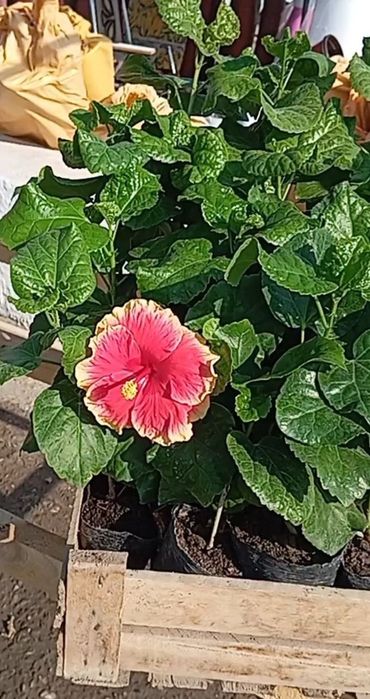 Садовые и комнатные растения