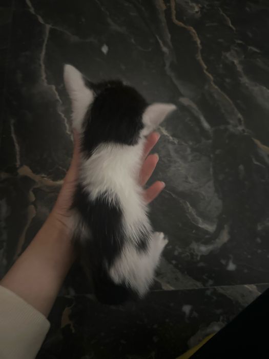 Котята ищут дом, и добрые ручки