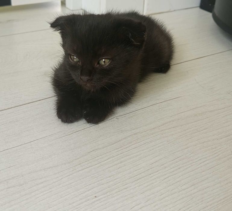 Отдадим передадим котят чёрненьких