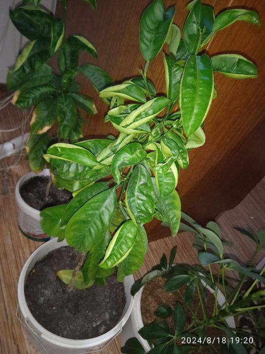 Аглаша продам цена от 2500тг