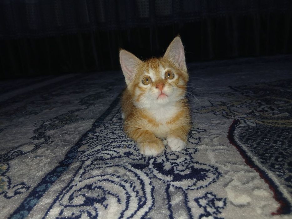 Hadiyaga beriladi