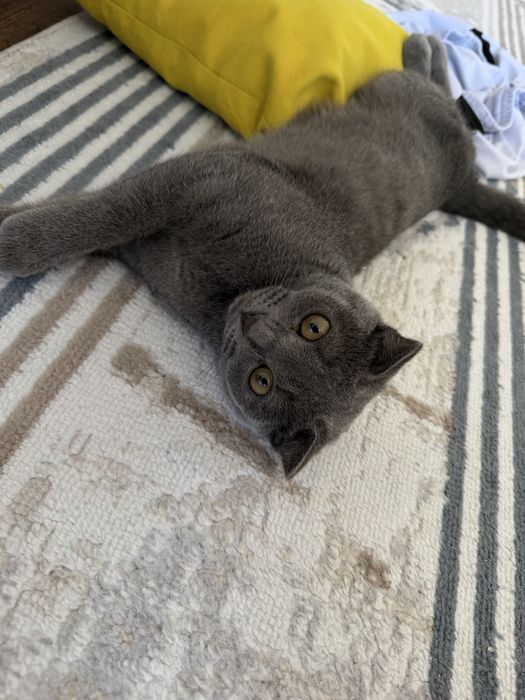 Продаю вислауху в связи с переездом