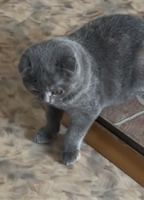 Котенок вислоушка