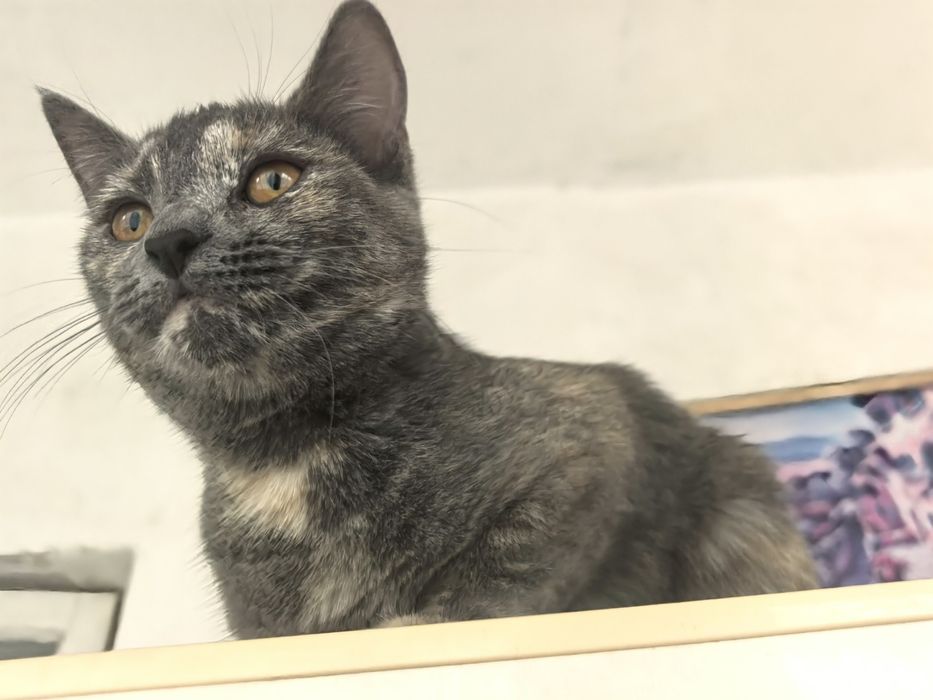 Ищем добрые руки  две девочки