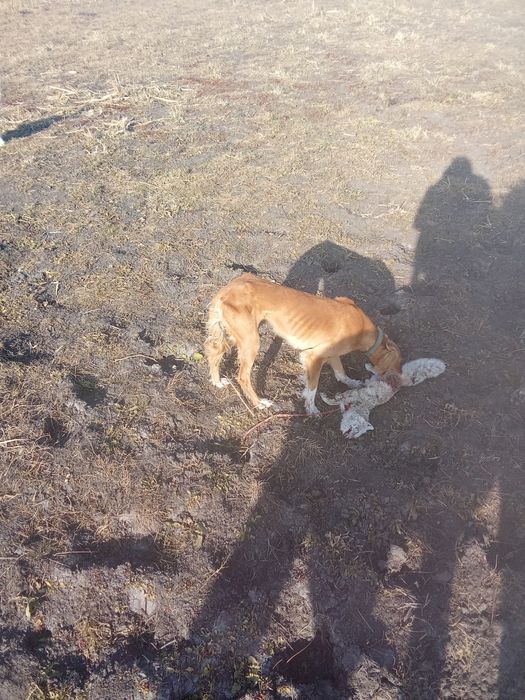 құмай тазы сатылады