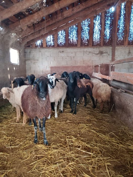 Продаются бараны