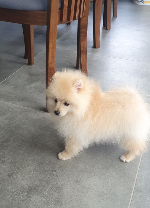 померан померански шпиц